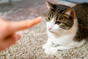 Як тренувати кішку або кіт - нюанси та техніку Як тренувати кішку або кіт - нюанси та техніку